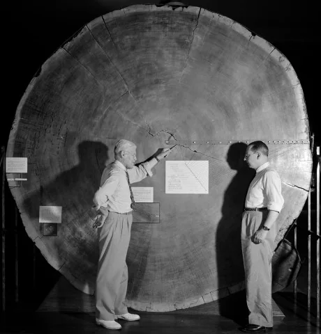 Historic dendrochronology reference image showing a giant tree cross-section